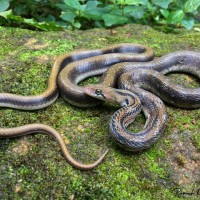 Coeloganthus helena Daudin, 1803